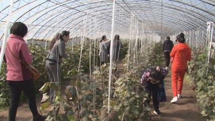 双节伊春区首届采摘节 品味自然甘甜，畅享和谐生活