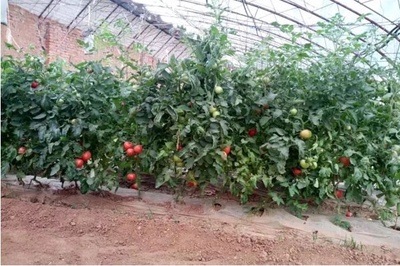 漫步生态田园，采摘诗意生活——尽享蔬菜生态园观光采摘之趣