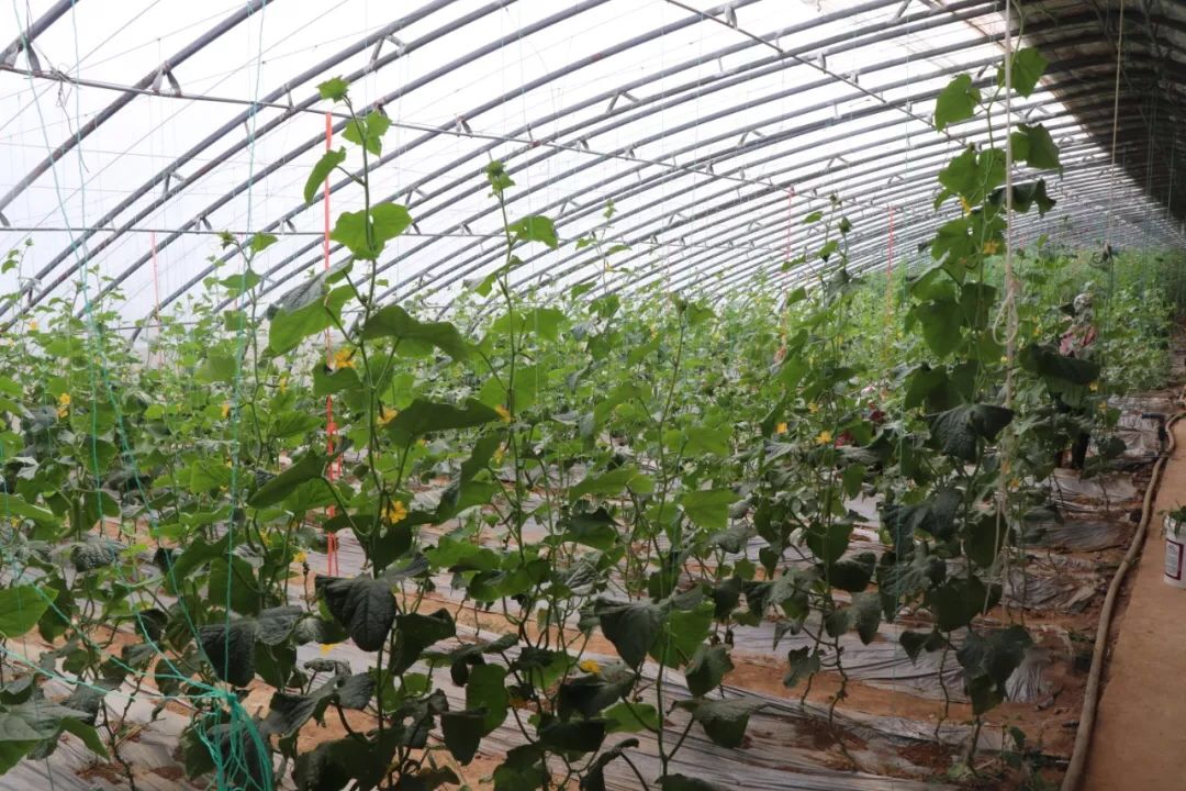 支部领办合作社，田园织就振兴图——烟台牟平区大窑街道以党建新引擎驱动乡村产业蓬勃发展