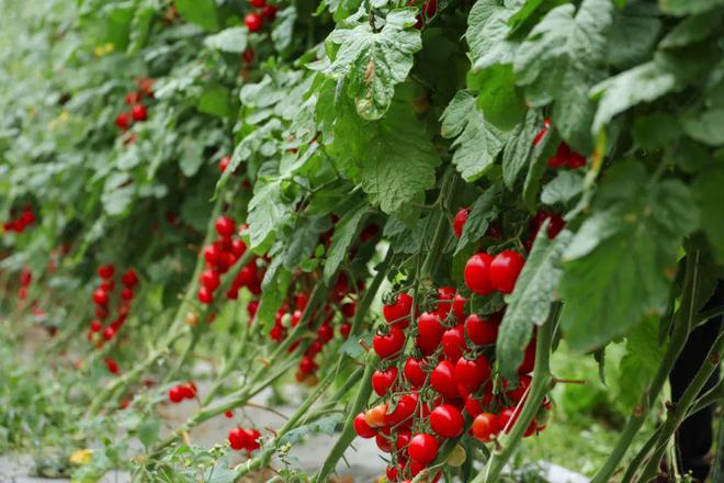 威宁圣女果采摘记 小海家的绿色果园，新鲜美味管够