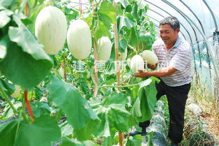 立体种植新模式 瓜果飘香效益高，采摘服务助增收