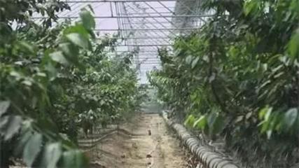 石家庄26个风光秀丽的现代农业园区，你去过哪一个？——蔬果采摘体验指南