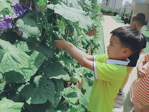 市委机关幼教集团红玺台园 快乐种植园，采摘欢乐多