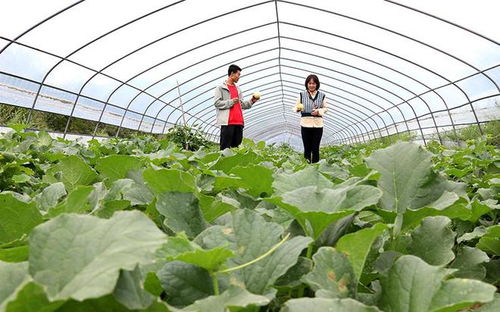 甜蜜之旅 西峰区甜瓜种植基地的采摘体验与田园服务