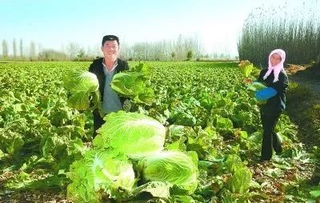 丰收季，周末带孩子来这里 DIY手指蔬菜采摘与田园种植体验