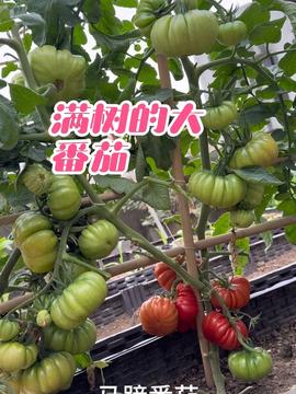 “吴小喵楼顶种菜”走红头条 当屋顶变成都市人的“蔬果丰收园”