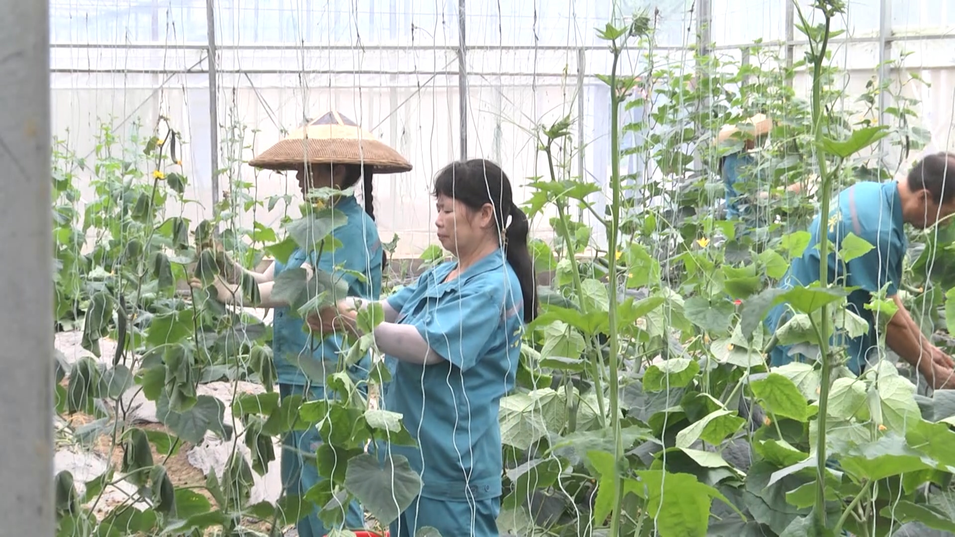 怀化鹤城区 迈向俄罗斯市场的蔬菜购销新基地