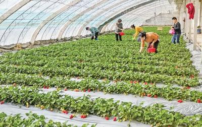 四十一团草湖镇 温室大棚变身职工致富增收“聚宝棚”
